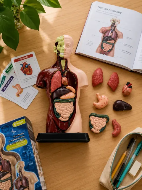 Human Torso Body Anatomy Model - Image 2